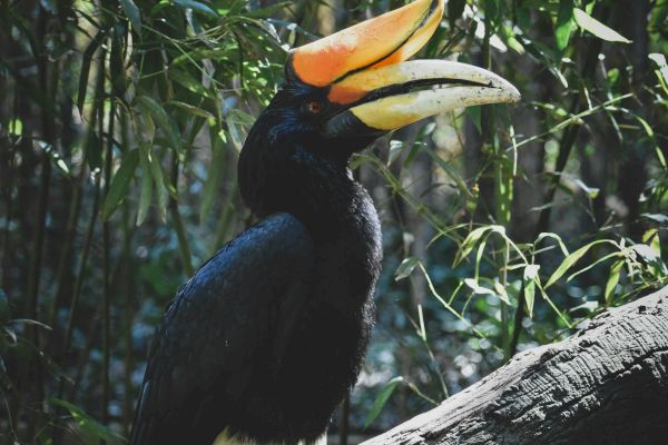 A hornbill with a vibrant orange and yellow bill sits on a branch surrounded by lush green foliage in a natural setting.