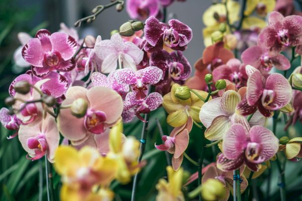 A colorful assortment of orchids in various shades of pink, yellow, and white, displayed with green foliage in the background.