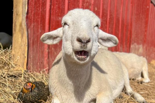 A sheep and a chicken are resting on hay in front of a red wooden barn, with the sheep's mouth open.